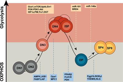 Metabolic regulation of T cell development